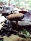Entoloma serrulatum image