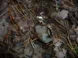 Humaria hemisphaerica image