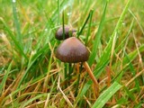 Psilocybe semilanceata image