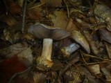 Cortinarius caesiogriseus image