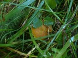Hygrocybe insipida image