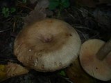 Lactarius pyrogalus image