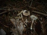 Lepiota felina image