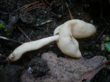 Helvella elastica image