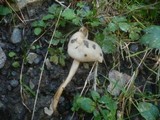 Helvella elastica image