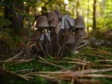 Mycena stipata image