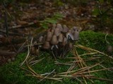 Mycena stipata image