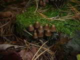 Mycena stipata image