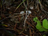 Mycena vulgaris image