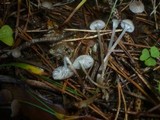 Mycena vulgaris image