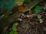 Mycena vulgaris image
