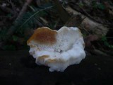 Postia fragilis image
