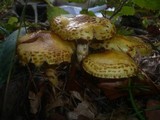 Pholiota limonella image