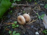 Pseudolaccaria pachyphylla image