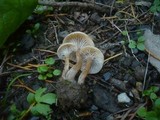 Pseudolaccaria pachyphylla image