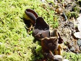 Helvella solitaria image