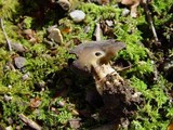 Helvella solitaria image