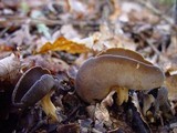 Helvella solitaria image