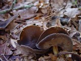 Helvella solitaria image