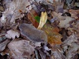 Helvella solitaria image
