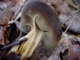Helvella solitaria image