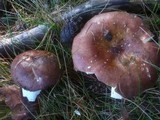 Russula integra image