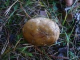 Russula integra image