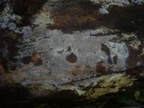 Tomentella terrestris image
