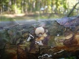 Tremella encephala image