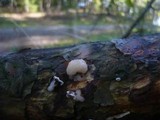 Tremella encephala image