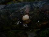 Tremella encephala image