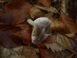 Tricholoma sciodes image