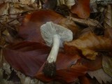 Tricholoma sciodes image