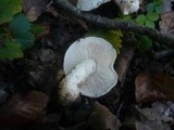 Tricholoma portentosum image