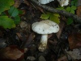 Tricholoma portentosum image