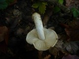 Tricholoma portentosum image