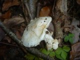 Tricholoma portentosum image
