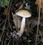 Lepiota spheniscispora image