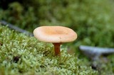 Hygrophoropsis aurantiaca image