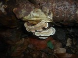 Antrodiella fragrans image