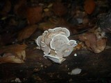 Antrodiella fragrans image