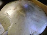 Amanita brunnescens image