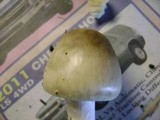 Amanita brunnescens image