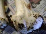 Amanita brunnescens image