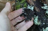 Hypogymnia enteromorpha image