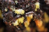 Mucronella calva image