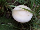 Agrocybe molesta image