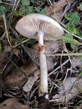 Agrocybe molesta image