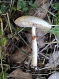 Agrocybe molesta image