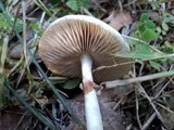 Agrocybe molesta image
